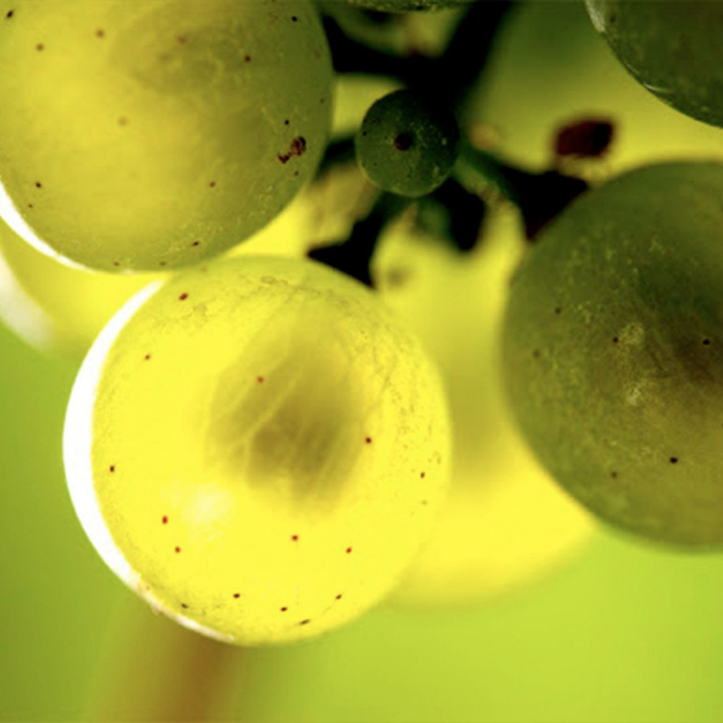 Из чего состоит ягода винограда