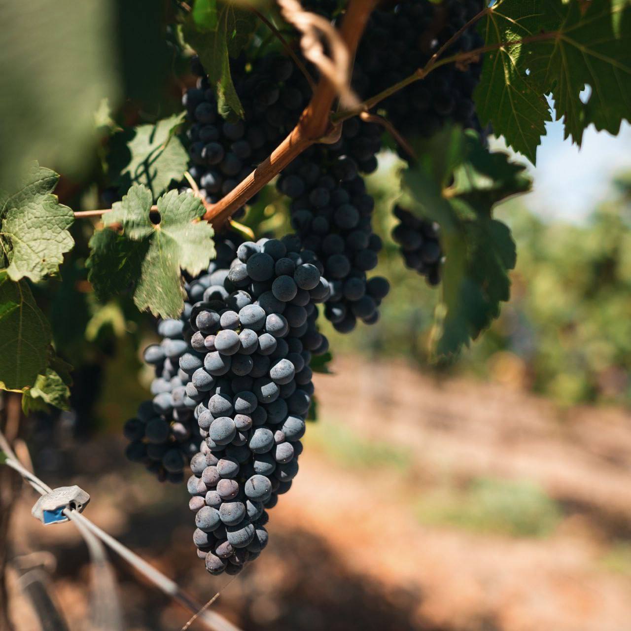 Старт сбора урожая